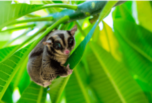 Baby:-Gesyausmei= Sugar Glider