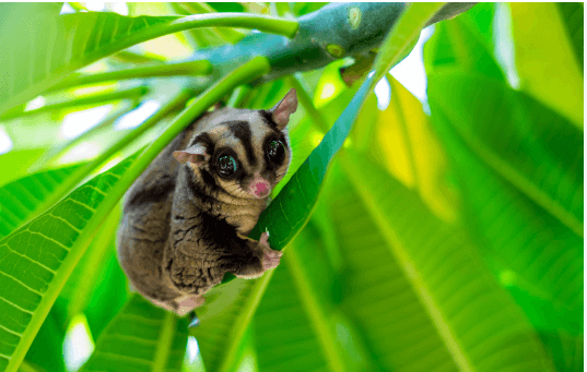 Baby:-Gesyausmei= Sugar Glider