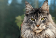 Big Cat:49pxsxykwbc= Maine Coon