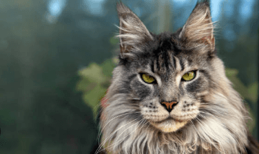 Big Cat:49pxsxykwbc= Maine Coon