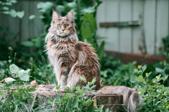 Big Cat:49pxsxykwbc= Maine Coon