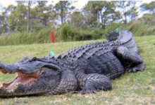 Cute:1lfn0sscadu= Alligators