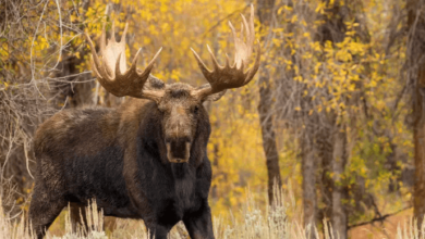 Clipart:-Fqgreqsbik= Moose