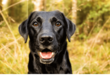 Baby:9kgsphkeq9e= Labrador Retriever