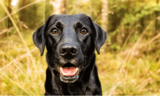 Baby:9kgsphkeq9e= Labrador Retriever