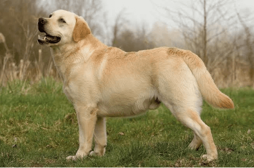 Baby:9kgsphkeq9e= Labrador Retriever