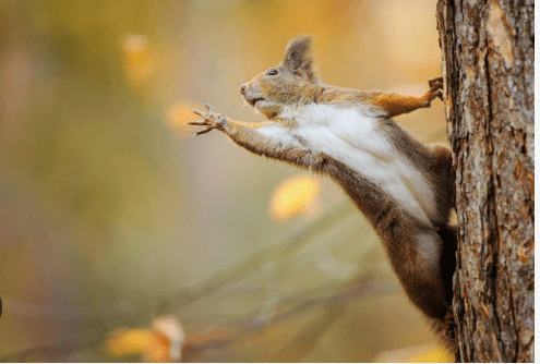 Baby:Ncl4kzxhro8= Squirrel