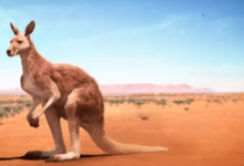 Clipart:55m0xtxspyg= Kangaroo