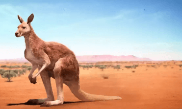 Clipart:55m0xtxspyg= Kangaroo