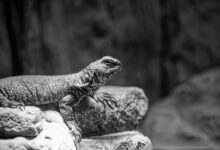 global competitor analysis report