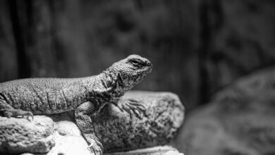 global competitor analysis report